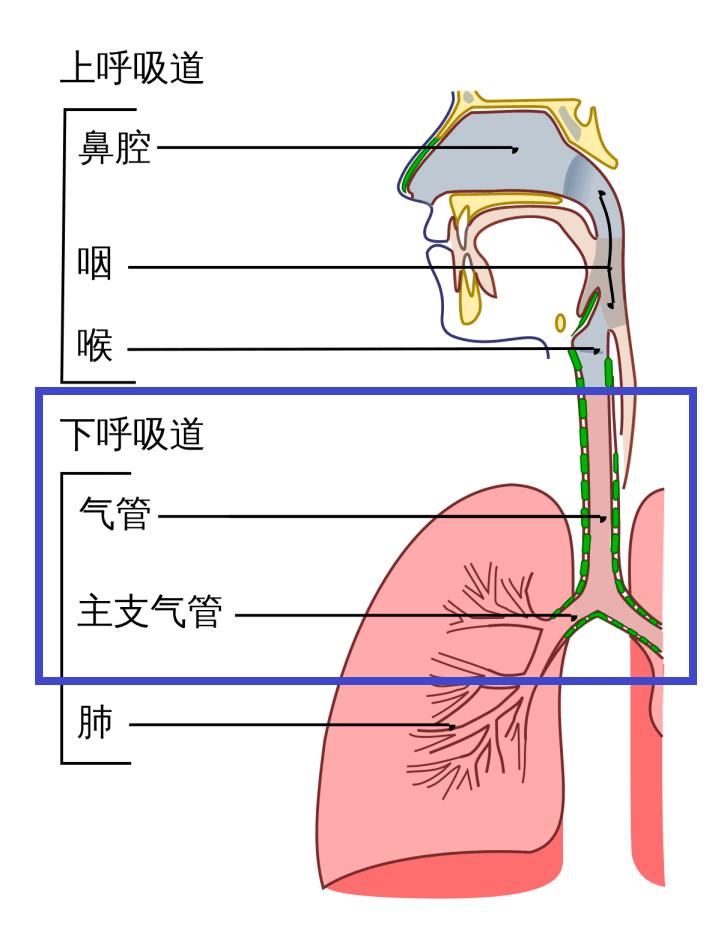 腫瘤癌防宣傳週可以給呼吸道拍照錄像的纖維支氣管鏡