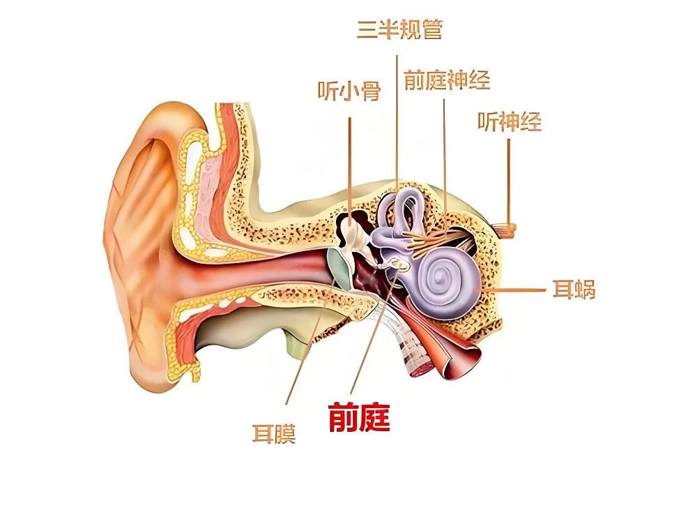 “头晕”竟是病？出现这几种情况，请尽快就医